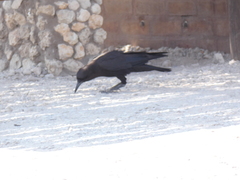 Corvus capensis