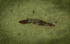 Doryteuthis gahi