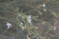 Silene nicaeensis