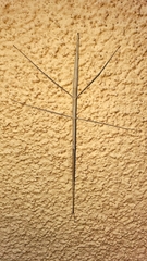 Parabacillus hesperus