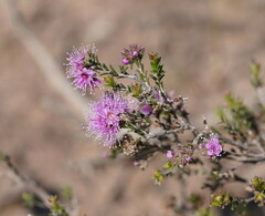Melaleuca squamea