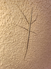 Parabacillus hesperus