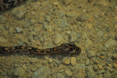 Trimorphodon biscutatus