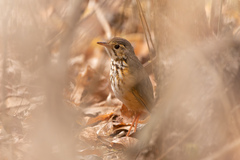 Hylopezus ochroleucus