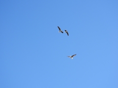 Chroicocephalus maculipennis