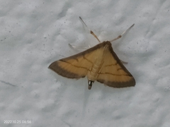 Cnaphalocrocis medinalis