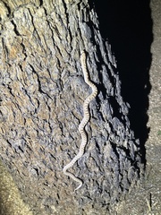 Arizona elegans