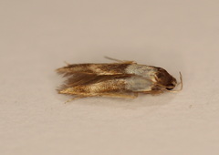 Stathmopoda