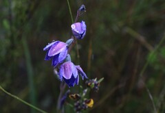 Thelymitra ixioides