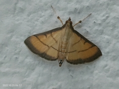 Cnaphalocrocis medinalis