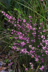 Boronia granitica