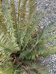 Polystichum munitum