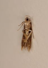 Stathmopoda