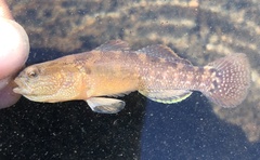 Tridentiger bifasciatus