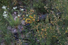 Bossiaea obcordata