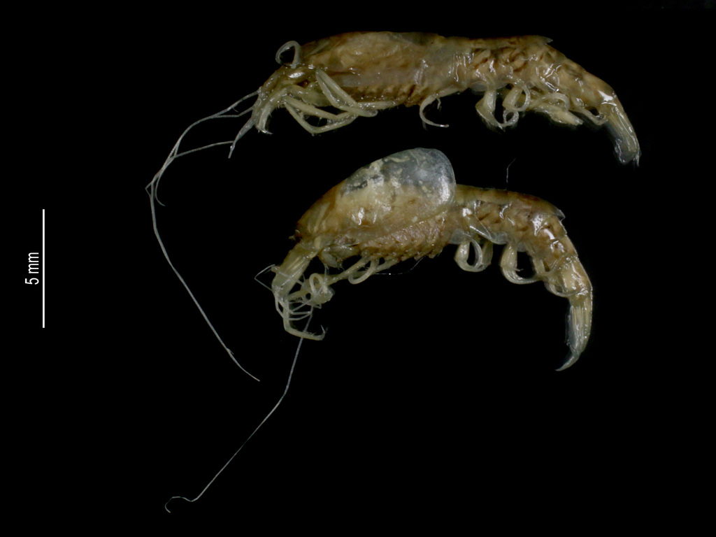 Procaris ascensionis