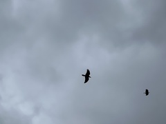 Corvus brachyrhynchos