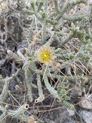 Cylindropuntia ramosissima