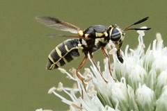 Hoplitimyia constans