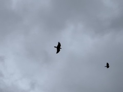 Corvus brachyrhynchos