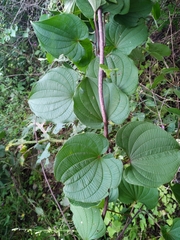 Dioscorea galeottiana