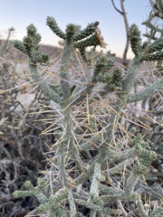 Cylindropuntia ramosissima