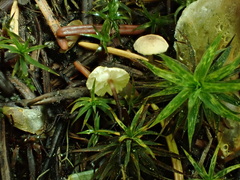 Pseudomarasmius pallidocephalus