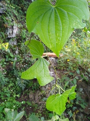 Dioscorea galeottiana