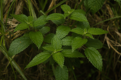 Boehmeria pilosiuscula