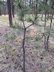 Pinus ponderosa