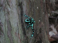 Dendrobates auratus