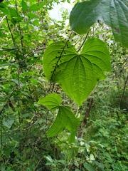 Dioscorea galeottiana