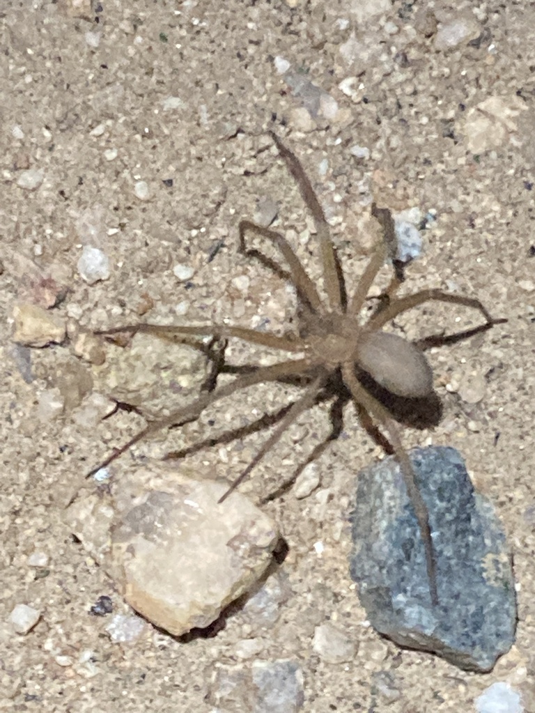 Desert Recluse from Joshua Tree National Park, Joshua Tree, CA, US on ...