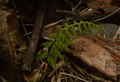 Asplenium billotii