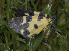 Pantherodes