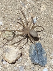 Loxosceles deserta