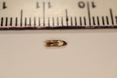 Stathmopoda
