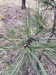 Pinus ponderosa