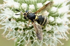 Hoplitimyia constans