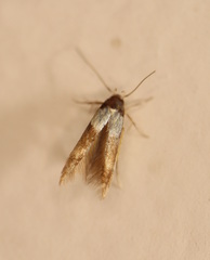Stathmopoda
