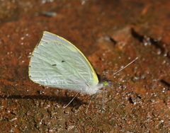 Leptophobia eleone