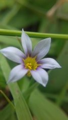 Sisyrinchium chilense