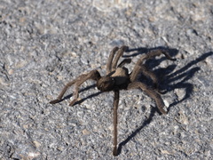 Aphonopelma iodius