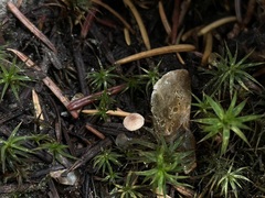 Pseudomarasmius pallidocephalus