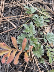 Potentilla hippiana