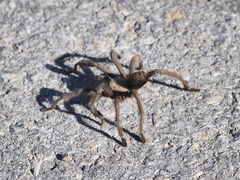 Aphonopelma iodius