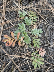 Potentilla hippiana
