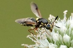 Hoplitimyia constans