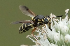 Hoplitimyia constans