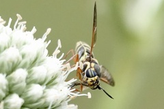 Hoplitimyia constans